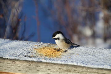Obraz na płótnie Canvas Bird At The Feed, Whitemud Park, Edmonton, Alberta