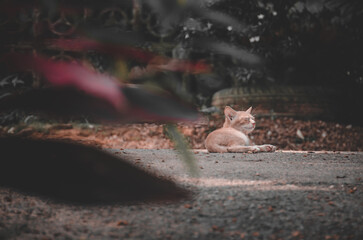 Kitten that is sleeping on the street of the house