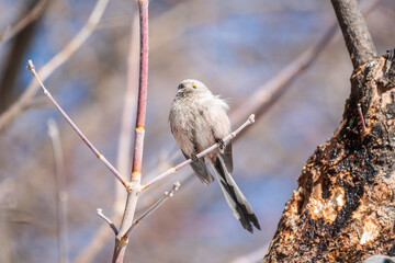 European long-tailed tit, latin name Aegithalos caudatus. A bird sitting on a branch in a deciduous forest.
