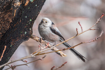 European long-tailed tit, latin name Aegithalos caudatus. A bird sitting on a branch in a deciduous forest.