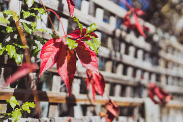 close-up of red vine leaves growing on rustic countryside fence