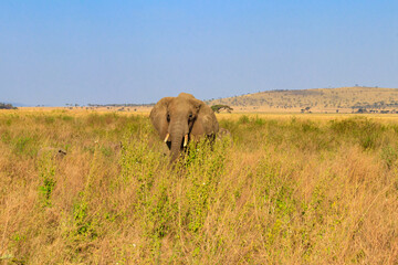 Obraz premium African elephant in savanna in Serengeti National park in Tanzania