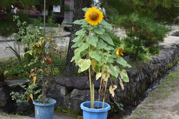 ヒマワリ, ひまわり, 花, 自然, サマータイム, 黄色, 空, 太陽, 青, 植える, 植物, 明るい, 葉, 美しさ, 全盛期, 植える, 花, 庭, 美しい,夏