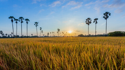 Sugar palm tree or Toddy palm field in morning beautiful sunrise at Sam Khok district Pathum Thani