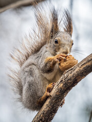 The squirrel with nut sits on a branches in the spring or summer.