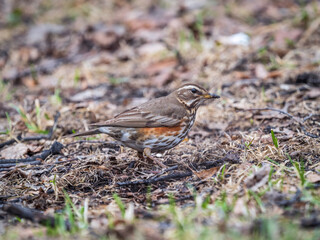 Wood bird Redwing, Turdus iliacus, on a sprng lawn.