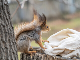 Obraz premium A squirrel sits on a stump and searching for food in spring or summer.