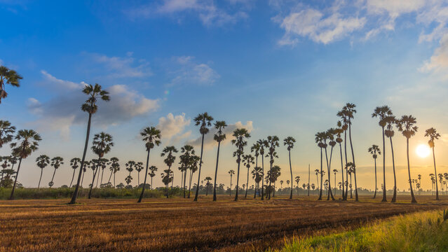 Sugar palm tree or Toddy palm field in morning beautiful sunrise at Sam Khok district Pathum Thani