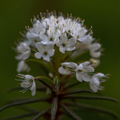 The blossoming Ledum palustre in the solar summer wood