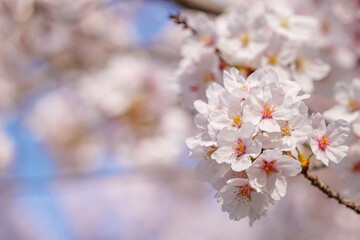 beautiful branches of pink Cherry blossoms on the tree under blue sky, Beautiful Sakura flowers during spring season in the park,