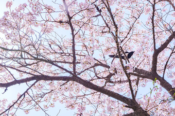 beautiful branches of pink Cherry blossoms on the tree under blue sky, Beautiful Sakura flowers during spring season in the park,