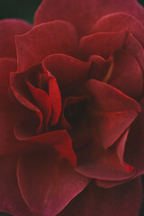 Close-up view of a red rose 