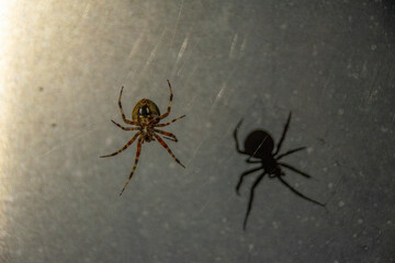 A spider spins its web at night with its shadow cast on the metal pole in the background.