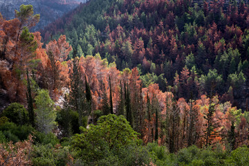 Brown, dying evergreen trees caught in the path of the Jerusalem Hills wildfire of August, 2021...