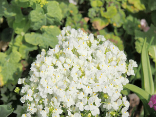 花壇でリナリアの花が咲いている