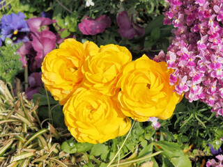 花壇でラナンキュラスが咲いている