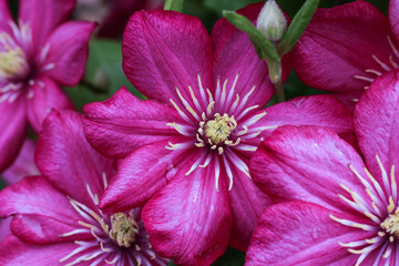 bright purple flowers of clematis wrapped around a fence in a country house, Clematis 'Ville de Lyon