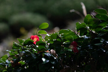 Red flower seen through green leaves