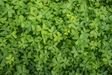 緑色の植物のテクスチャ