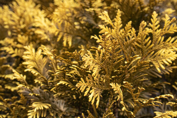 金色のギザギザした植物のテクスチャ
