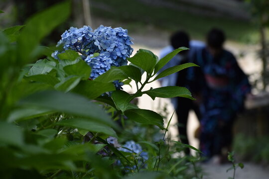 Aeshnidae Images Browse 10 248 Stock Photos Vectors And Video Adobe Stock