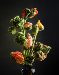 Mohnblumen in Blumenstrauß, Islandmohn in Blumenvase, dark mood