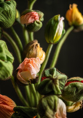 Mohnblumen in Blumenstrauß, Islandmohn in Blumenvase, dark mood