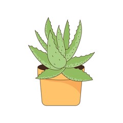 Aloe vera vector illustration on white background