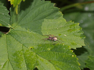 Fototapeta premium Pardosa Milvina