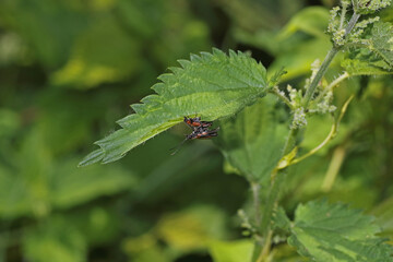 Weichkäfer