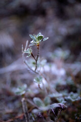 Frost auf Pflanze