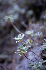 Morgenfrost auf Pflanze