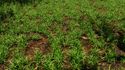 3D illustration Background for advertising and wallpaper in nature and adventure scene. 3D rendering in decorative concept.