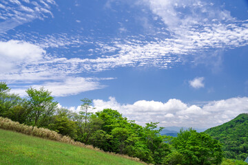 Fototapeta premium 5月の青空と雲と新緑 