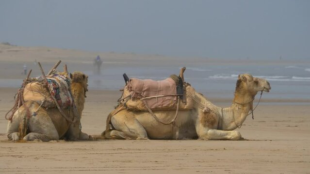 Camels lying down on Essaouira Beach, Morocco