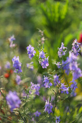 Obraz premium Purple flowers in the garden