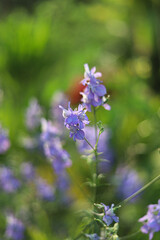 Purple flowers in the garden 