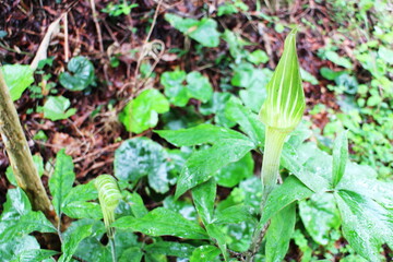 危険なマムシグサ