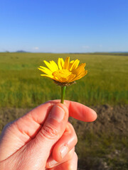 Hand With A Yellow Daisy With Green Grass Background. spring concept