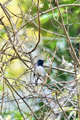 blue and white flycatcher on a branch