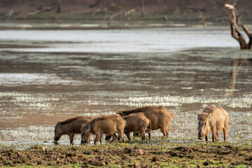 Indian boar or Andamanese or Moupin pig or wild boar family or group near water body or lake for quenching thirst at wildlife forest safari in central india - Sus scrofa cristatus