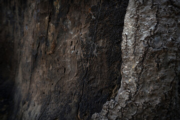 The texture of the old wood with a beautiful pattern