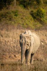 wild asian elephant or tusker head on portrait strolling or walking in winter morning light at dhikala zone of jim corbett national park forest uttarakhand india - Elephas maximus indicus