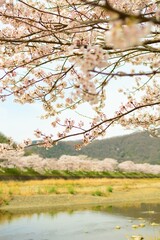 田舎の桜　淡い風景