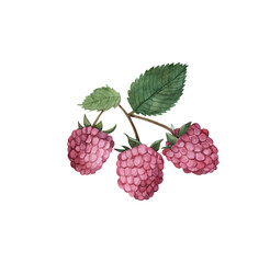 Red raspberries on a branch with green leaves, watercolor illustration of natural berries on an isolated white background