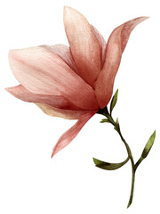 Watercolor flower magnolia pink bud with petals and stem with green leaves isolated on a white background