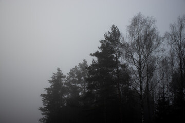 image of a forest on a cold foggy morning