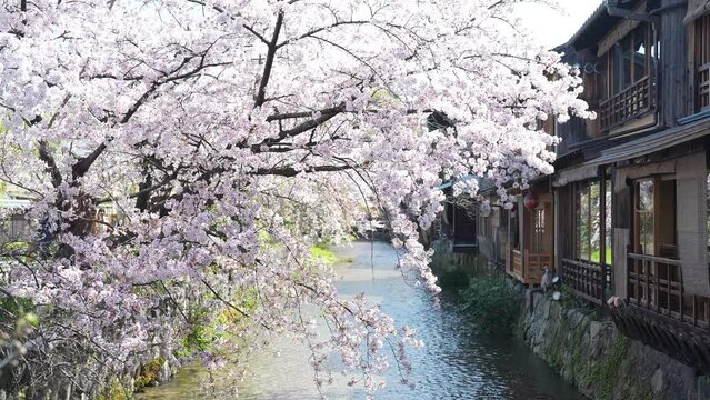 kyoto gionshirakawa Cherry Blossoms 2022(京都 祇園白川 桜2022)