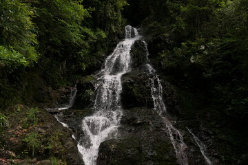新緑の森の中の急流の滝
