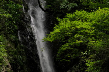 新緑の森の中の背景の滝と前景の新緑

